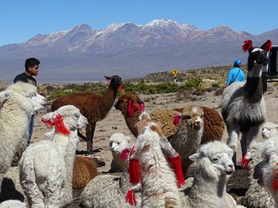 Kudde lama’s en alpaca’s met rode oorversiering op de Altiplano in Peru, met Andesbergen op de achtergrond.