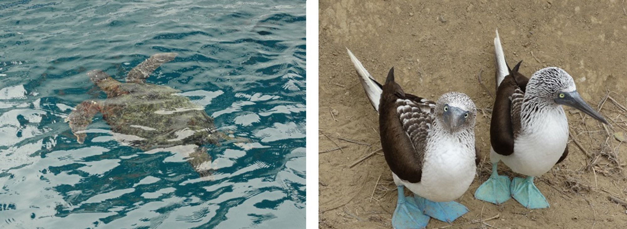 Dieren op de Galapagos-eilanden Zeeschildpad zwemt in zee naast twee blauwvoetgenten op het strand.