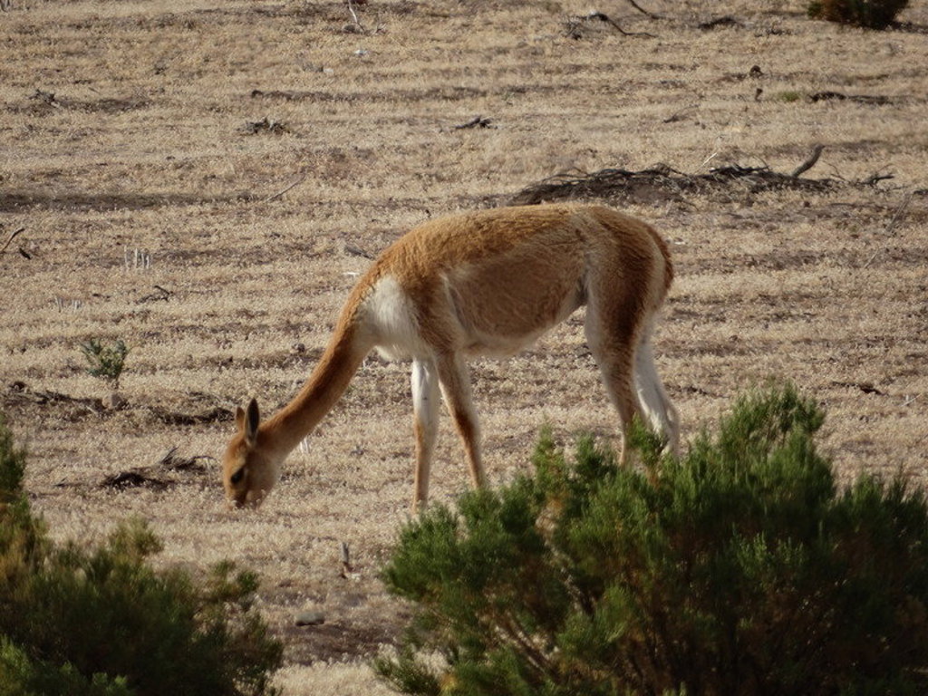 Vicuña graast op de Altiplano tijdens groepsrondreis Bolivia en Chili.