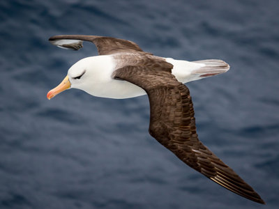 Wenkbrauwalbatros zweeft boven de Zuidelijke Oceaan bij Antarctica en South Georgia.