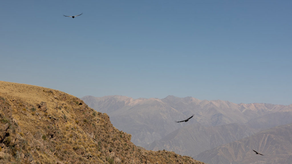 Condors zweven boven de Colca Canyon in Peru, met de Andes op de achtergrond.