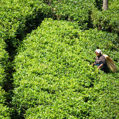 Theeplukker in een groene theeplantage in Sri Lanka tijdens een fietsvakantie.