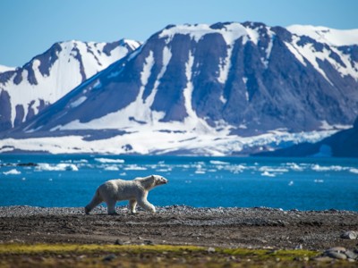 IJsbeer loopt langs de kust van Spitsbergen met besneeuwde bergen en drijvend ijs op de achtergrond.