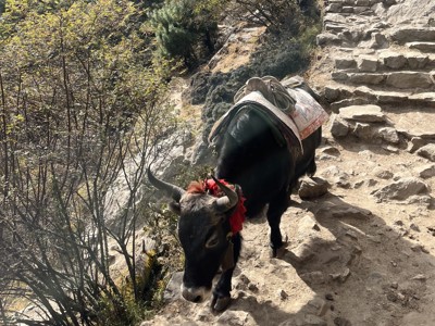 Yak met bepakking op stenen trap langs de Route Nepal Everest Base Camp.