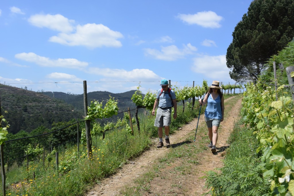 Wandelaars op pad langs wijngaarden in de Douro Vallei, Portugal.