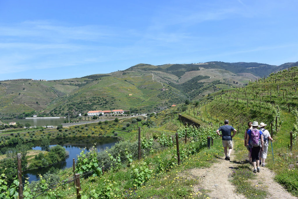 Wandelaars op een pad langs wijngaarden in de Douro Vallei, Portugal.