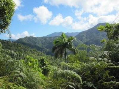 Groene suikerrietvelden in Cuba, onderdeel van de familiereis Cuba route van 21 dagen.