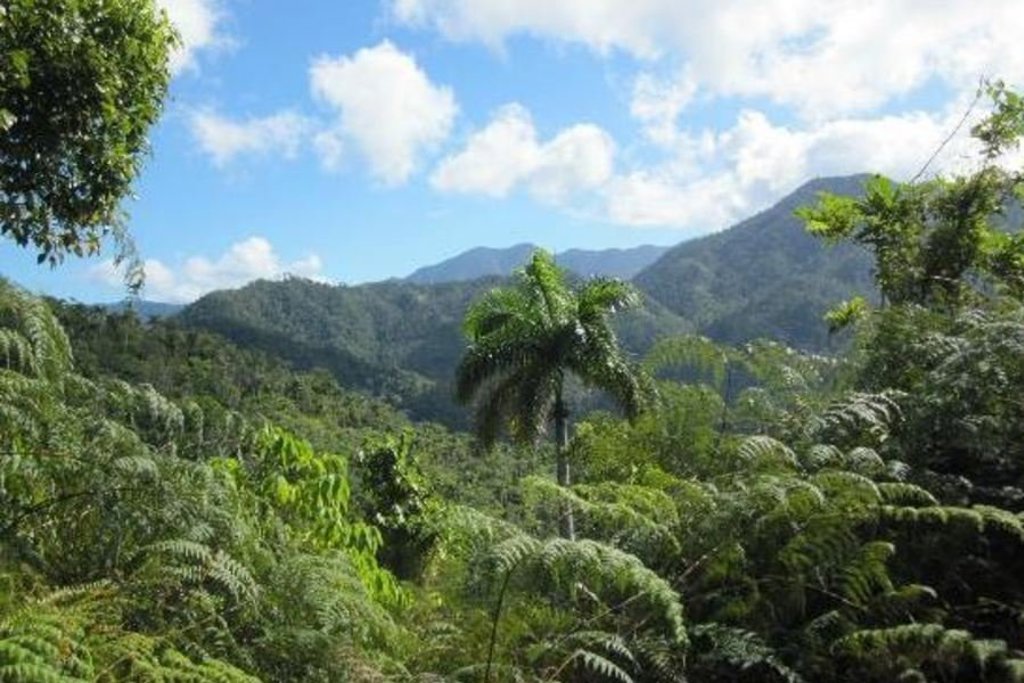 Groene suikerrietvelden in Cuba, onderdeel van de familiereis Cuba route van 21 dagen.