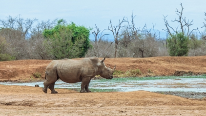 Neushoorn