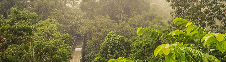Hangbrug door het regenwoud van Maleisisch Borneo tijdens Sophies avontuurlijke rondreis.