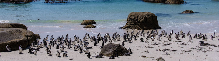Kolonie Afrikaanse pinguïns op het strand van Boulders Beach bij Kaapstad, tussen granieten rotsen.