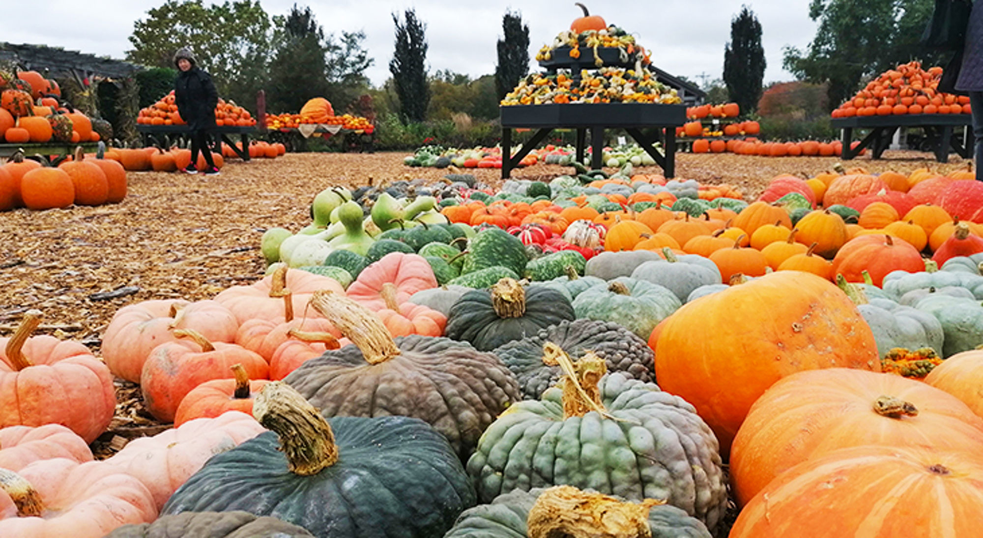 Kleurrijke pompoenen en kalebassen op een markt in de herfst.