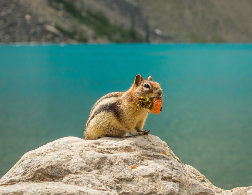 Grondeekhoorn met bloem in zijn bek op een rots bij een turkoois bergmeer in West-Canada.