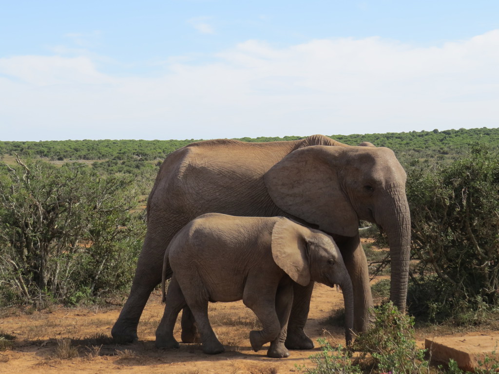 Olifant met jong in de bush van Zuid-Afrika tijdens een safari op de Tuinroute en in Kruger National Park.