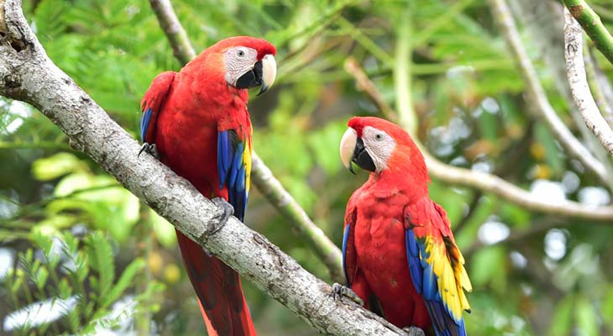 Ara's Corcovado NP een tropisch regenwoud met slingerende rivier in Costa Rica.