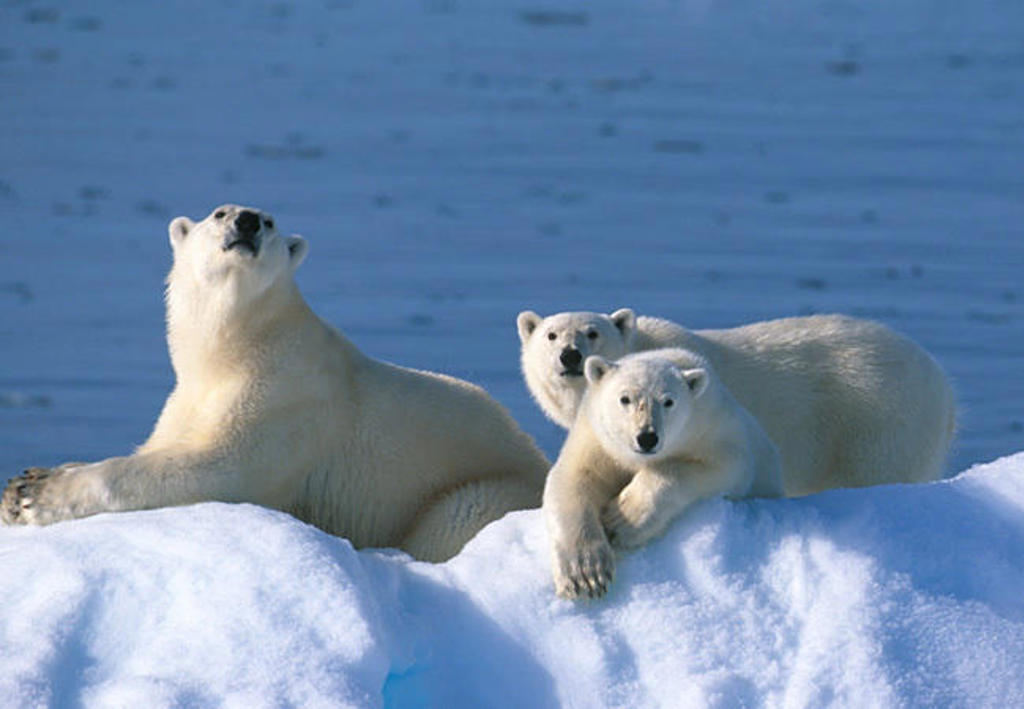 IJsberen op een ijsschots tijdens groepsrondreis van IJsland naar Groenland en Spitsbergen.