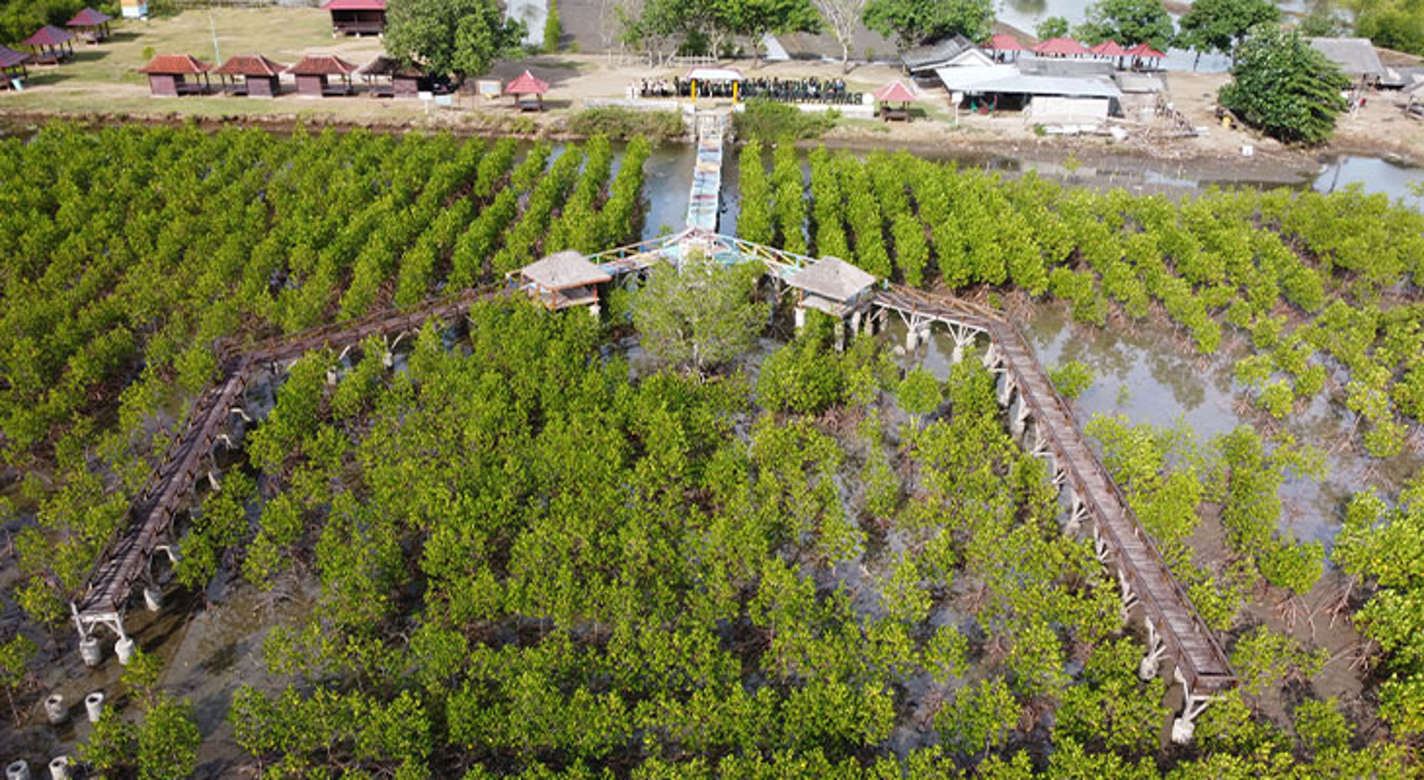 Blue Marine project Indonesië | Afif Benstol een houten wandelpad door een mangrovebos met uitkijkpunten en water ertussen.