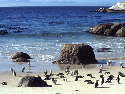 Pinguïns op het strand bij Boulders Beach aan de Tuinroute, met rotsen en zee op de achtergrond.