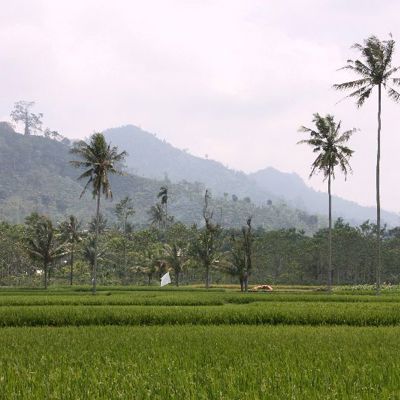 Groene rijstvelden met palmbomen en mistige bergen tijdens de groepsrondreis Java & Bali.