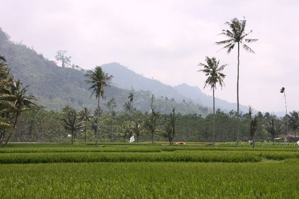 Groene rijstvelden met palmbomen en mistige bergen tijdens de groepsrondreis Java & Bali.