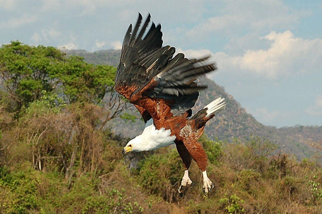 Afrikaanse zeearend in vlucht boven de savanne in Kenia tijdens Familiereis Kenia Comfort.