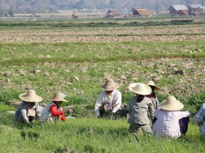 Boeren met strohoeden werken in een rijstveld in Myanmar tijdens de 25-daagse Route Birma/Myanmar reis.