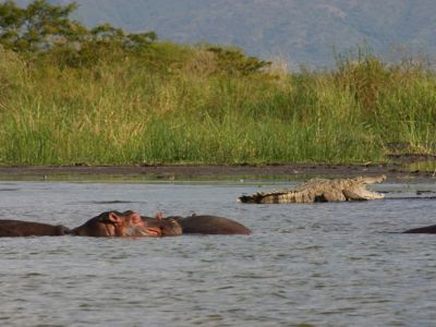 Nijlpaarden in het water met een krokodil op de oever tijdens Route Ethiopië 29 dagen.