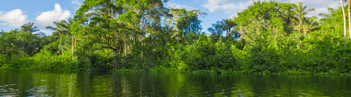 Groene oever met dicht regenwoud langs een rivier in het Cuyabeno reservaat, Amazone Ecuador.