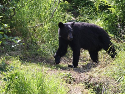 Zwarte beer loopt door groen struikgewas langs de Route Alaska.