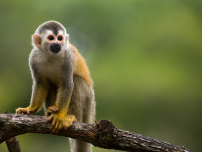 Doodshoofdaapje op een tak in het regenwoud van Costa Rica.