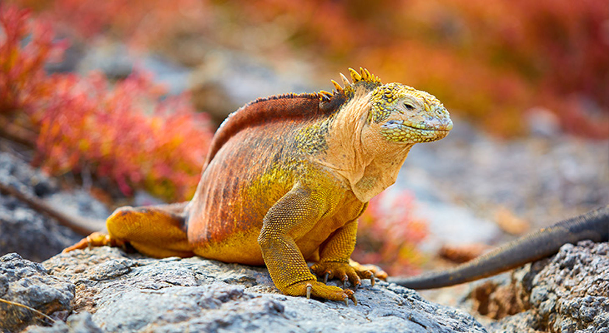 Galapagoseilanden Gele landleguaan op rotsen met kleurrijke vegetatie op de achtergrond.