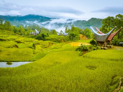 Rijstterrassen en Toraja-huizen in het groene berglandschap van Sulawesi, met mist boven de heuvels.