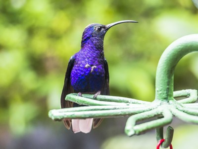 Paarse kolibrie op een groene voederhouder in het regenwoud van Costa Rica.