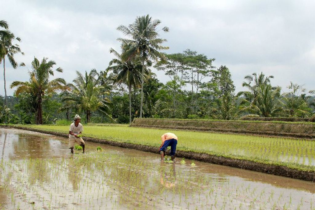 Rijstboeren planten rijst in een nat rijstveld met palmbomen op de achtergrond, Indonesië.