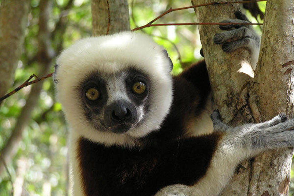 Zwart-witte sifaka-lemur in een boom in Madagascar tijdens een familiereis.