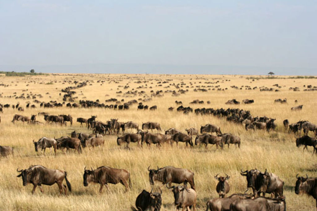 Migrerende gnoes op de savanne in Kenia tijdens Familiereis Kenia Comfort.