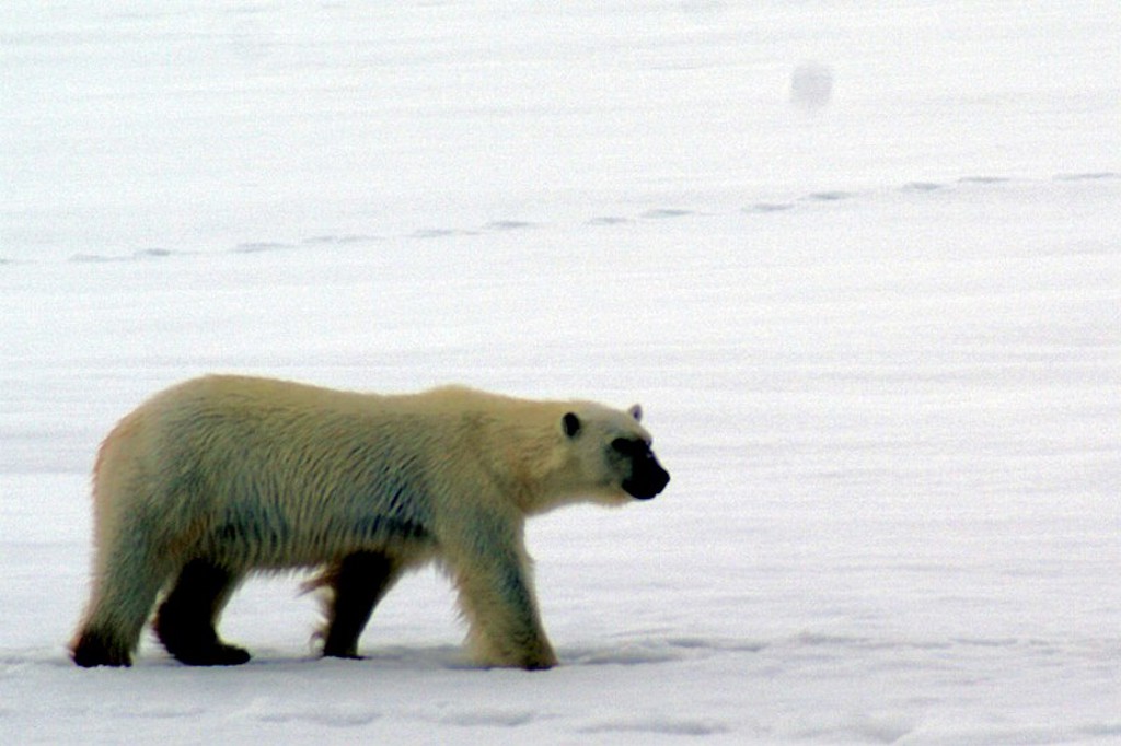 IJsbeer loopt over het pakijs bij Spitsbergen.