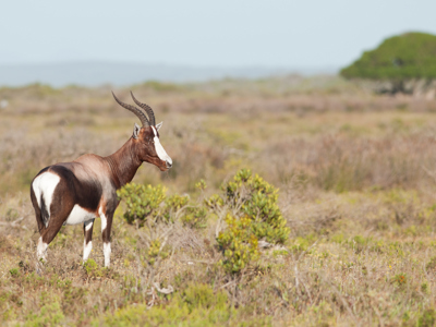Blesbok in het grasland langs de Tuinroute in Zuid-Afrika.