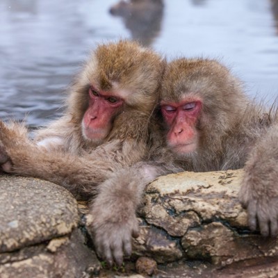 Japanse sneeuwapen ontspannen in een warmwaterbron tijdens een 22-35ers reis Japan.