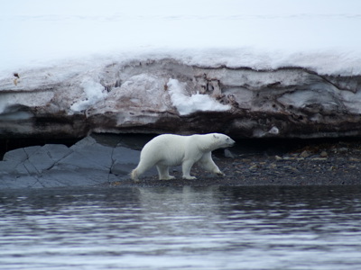 IJsbeer loopt langs de besneeuwde kustlijn van Spitsbergen.
