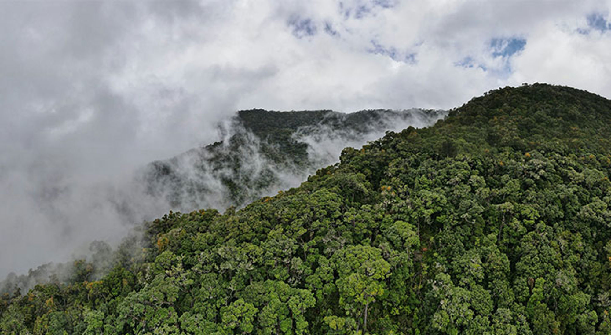 Los Quetzales National Park dichtbij San Gerardo de Dota Mist boven het groene nevelwoud in de bergen van Costa Rica.