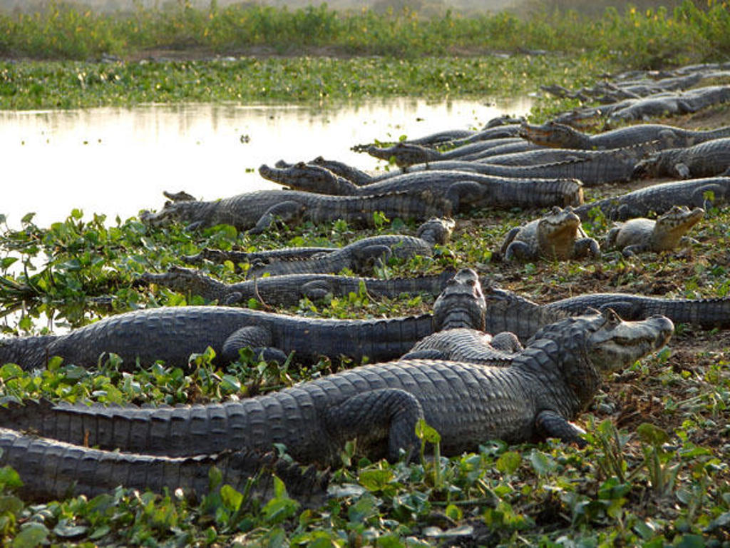 Kaaimannen rusten langs de oever van een rivier in Argentinië en Brazilië.