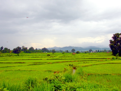 Groene rijstvelden in Myanmar met een hutje en bergen op de achtergrond onder een bewolkte lucht.