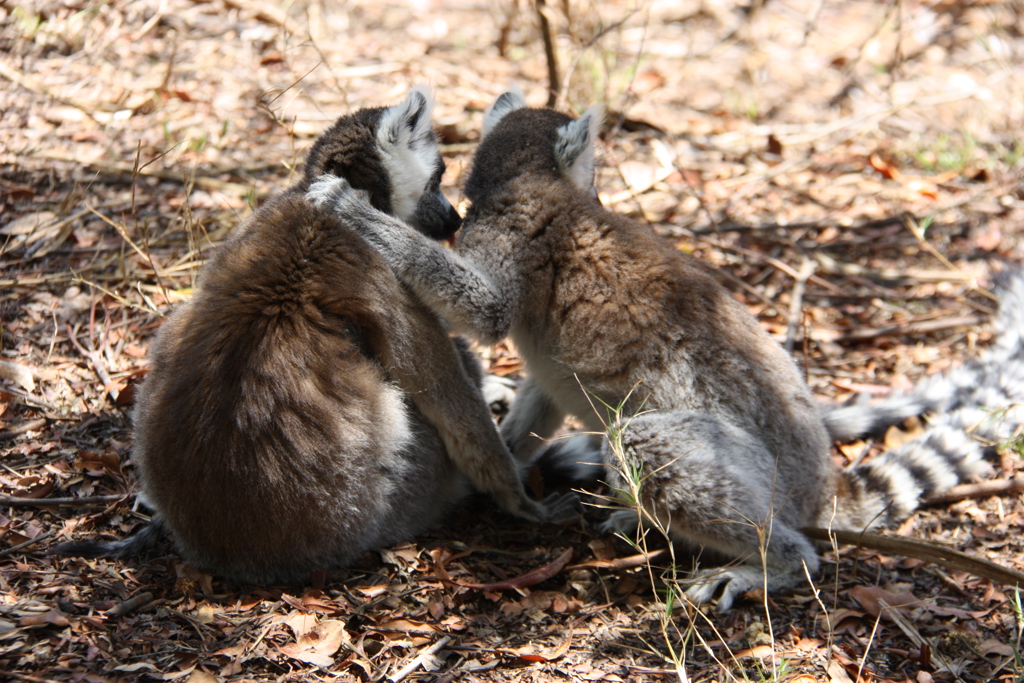 Twee ringstaartmaki’s in het bos op Madagascar tijdens een groepsrondreis.
