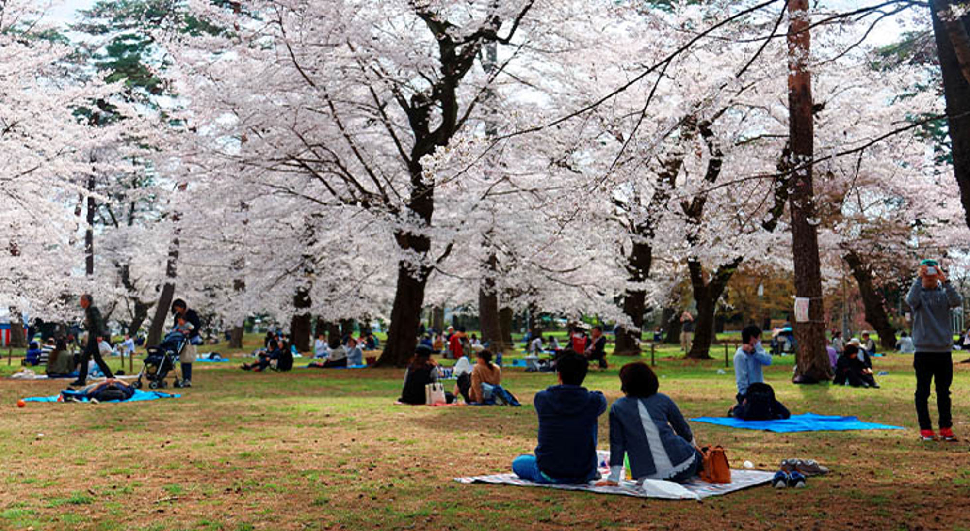 Hanami Matsuri Japan Picknickende mensen in een park onder bloeiende kersenbomen.