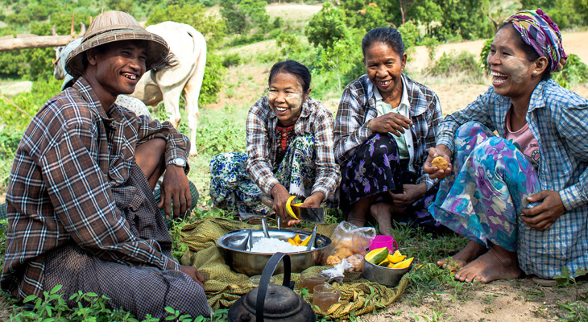 Lokale bevolking in Myanmar Vrienden genieten van een picknick op het platteland, met eten op een kleed en een koe op de achtergrond.