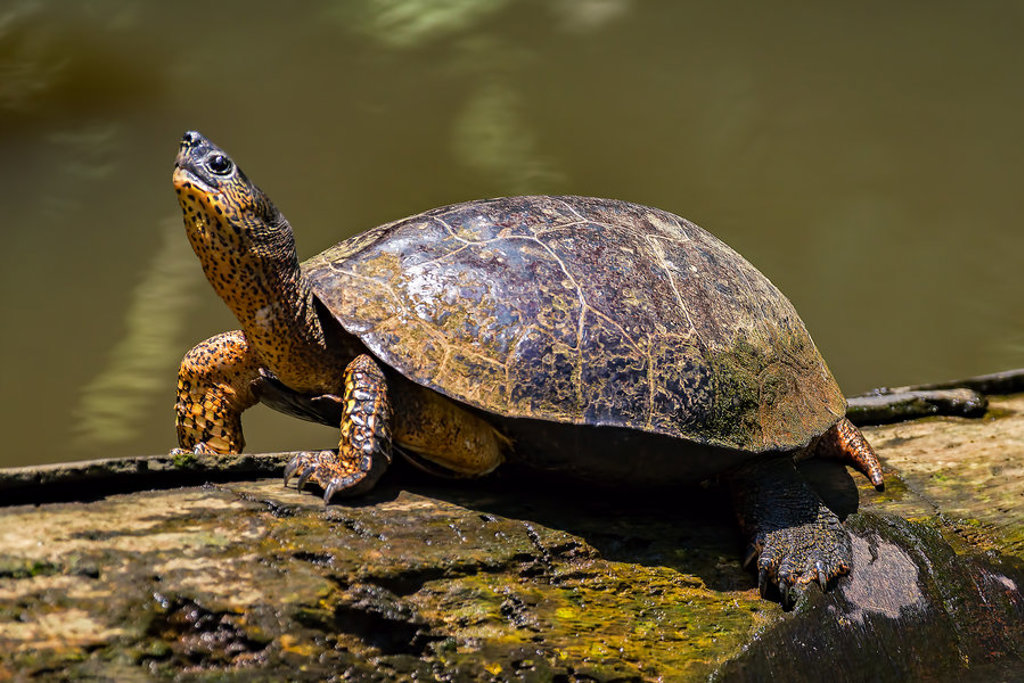 Schildpad op een boomstam aan het water in Costa Rica.