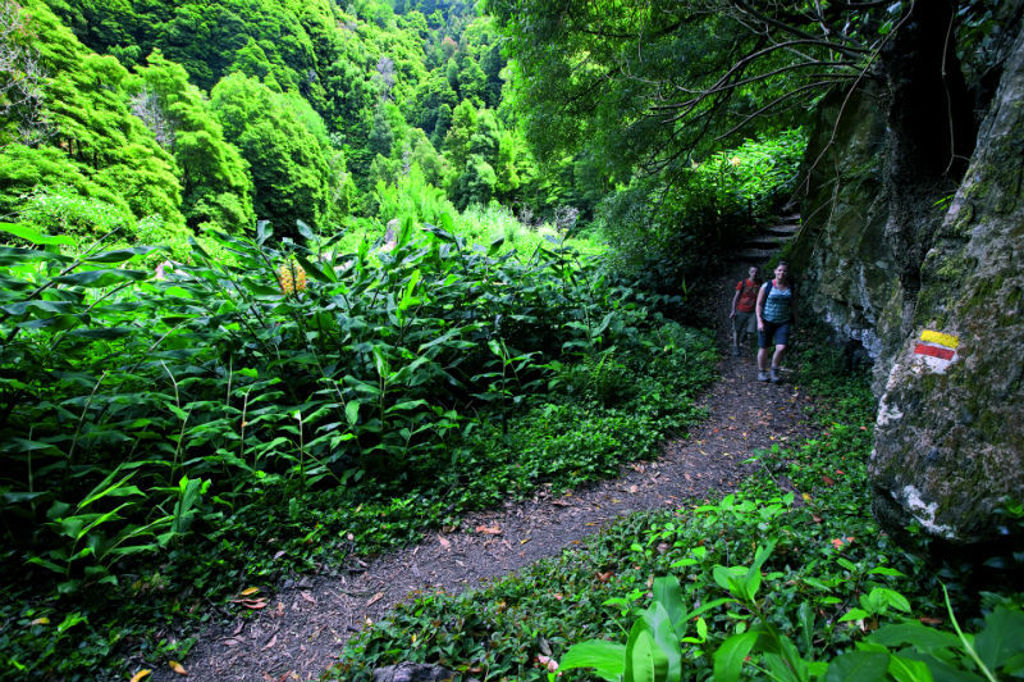 Wandelaars op een smal bospad door weelderig groen op São Miguel, Azoren.