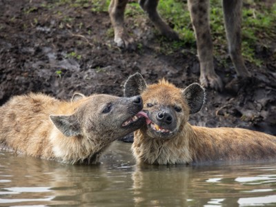Twee hyena’s in een waterpoel tijdens safari op de route Kenia en Tanzania.