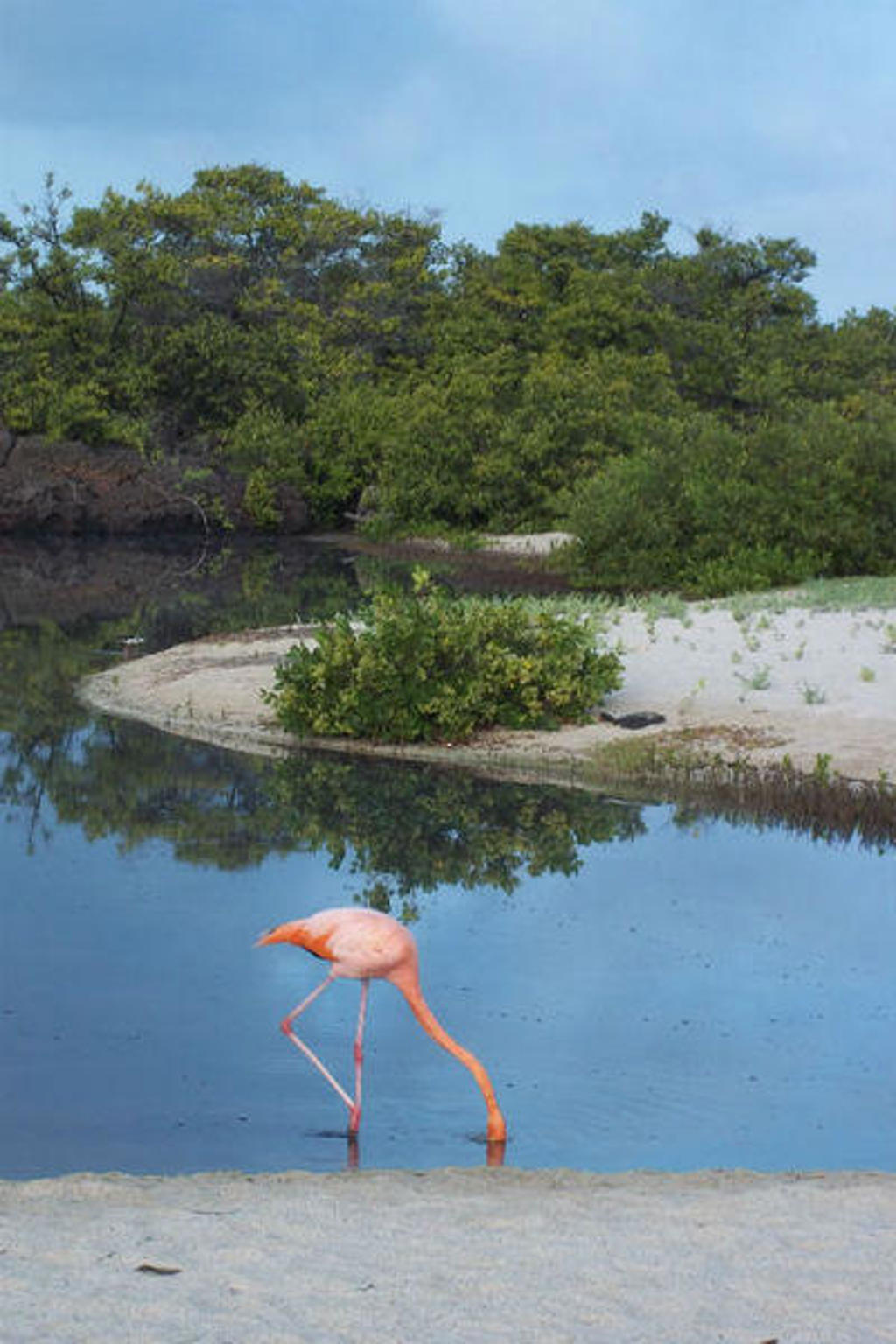 Roze flamingo foerageert in een lagune op de Galapagos-eilanden, Ecuador.
